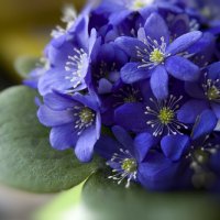 Весенние цветы :: Белла Витторф