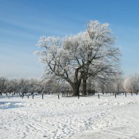 Коломенское :: Эльмира Суворова