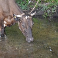 Водопой :: Оксана Провоторова