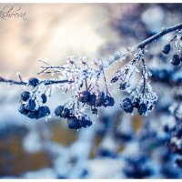 зима :: Arina Kekshoeva