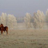 ...рыжее на белом.... :: Nina 