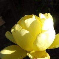 Солнечная роза . :: Владимир Чижиков 