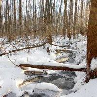 мороз и солнце :: Владимир Суязов