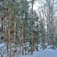 Зимняя зарисовка :: Евгений Агудов