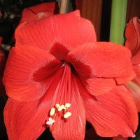 Гиппеаструм (Hippeastrum) :: laana laadas