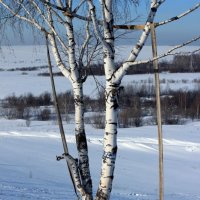 Одиночество. :: Радмир Арсеньев