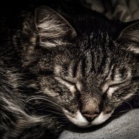 Sleeping cat :: MaxS upper