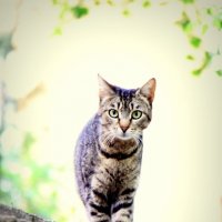 Заинтересованная кошка. :: Евгений Поляков