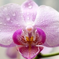 Орхидея :: Aleksandr Kachan