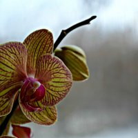 Phalaenopsis :: Вика К.