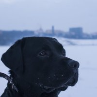 Мой пес на фоне ижевской набережной :: Евгений Торохов