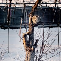 А весна уже скоро! :: Андрей Попов