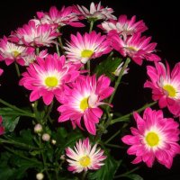 Цветы :: Mariya laimite