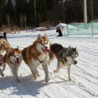 упряжка :: Анатолий Брусенцов