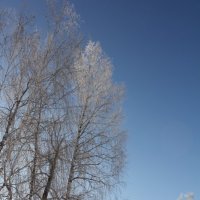 Зимнее кружевье белых берёз-1 :: Наталья Золотых-Сибирская