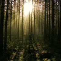 Утро в лесу :: Андрей Черемисов