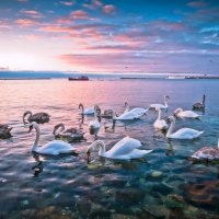 Лебеди в Севастопольской бухте :: Владимир Яковлев