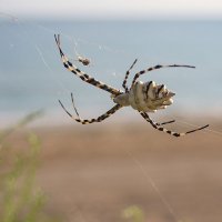 Черноморские пауки :: Svetlana Zueva