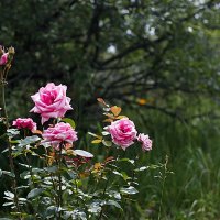 Розы в саду :: Ирина Татьяничева
