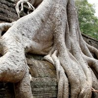 Исполин храмового комплекса Ангкор Ват :: Александр Рейтер