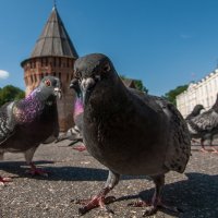 Голуби :: Александр Губарев