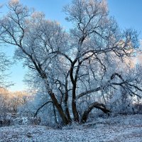 Сила  жизни. :: Валера39 Василевский.