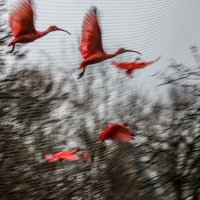 красные птицы пасмурным днем :: Александр Бритшев
