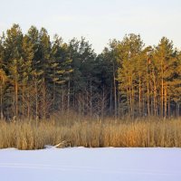 В утренних лучах. :: Николай Масляев