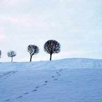 ничего лишнего :: TN .