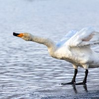 "Ты кто такой? Давай, до свидания!..." :: Галина Шепелева