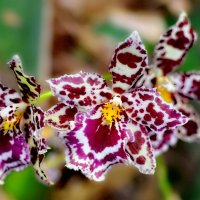 Орхидеи :: Анастасия Смирнова