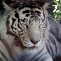 Белый тигр :: Аня Тёмная