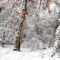 Воспоминание.Первый снег :: Ахмед Овезмухаммедов