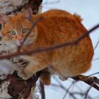 рыжий :: Александр Фоткин