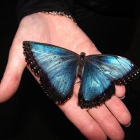 На выставке тропических бабочек :: super-krokus.tur ( Наталья )