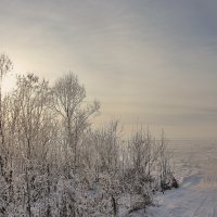 Морозный день. :: Галина .