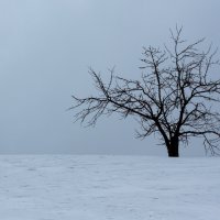 Два одиночества на краю зимы... :: Дмитрий Гортинский