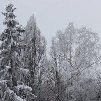 Зима... :: Александра Кривко