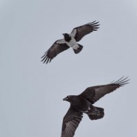 чёрный ворон с сопровождением :: Ирина Кулагина