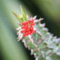 цветок кактуса Индия. :: maikl falkon 
