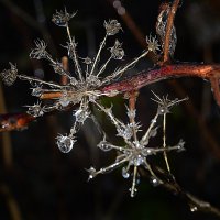 Снежинки из семян петрушки... :: Olesya Glaros