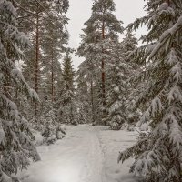 Финская зима. :: Elena Klimova