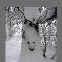 Мой снежный знакомец. :: Вячеслав Владимирович 