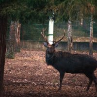 Олень рога ветвистые :: Елена Раенок