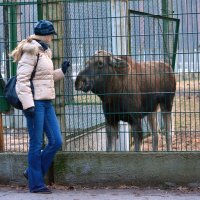 Хочу на волю! :: Елена Раенок