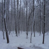 IMG_1750 - В Москве - снег :: Андрей Лукьянов