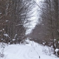 прогулка в лесу :: ганичев алексей 