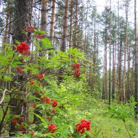 В лесу :: Елена Круглова