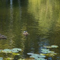 В изумрудной воде... :: Лилия *