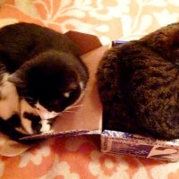 Как две больших кошки могут уместиться в одной маленькой коробочке :: Mary Коллар